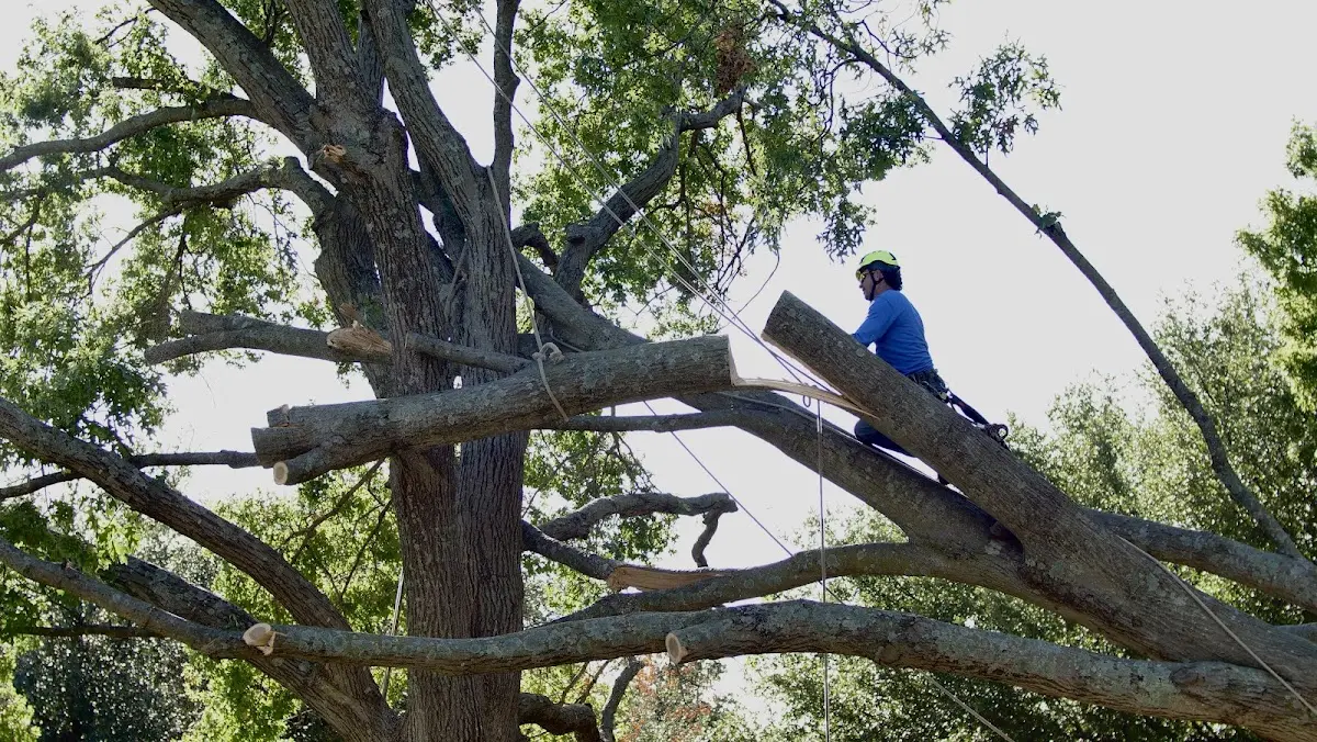 Professional Crown Thinning performed by certified arborists in Lenapah