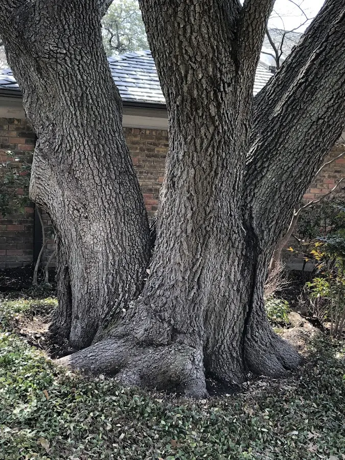 Mature heritage tree close to a Lenapah property cared for by certified arborists